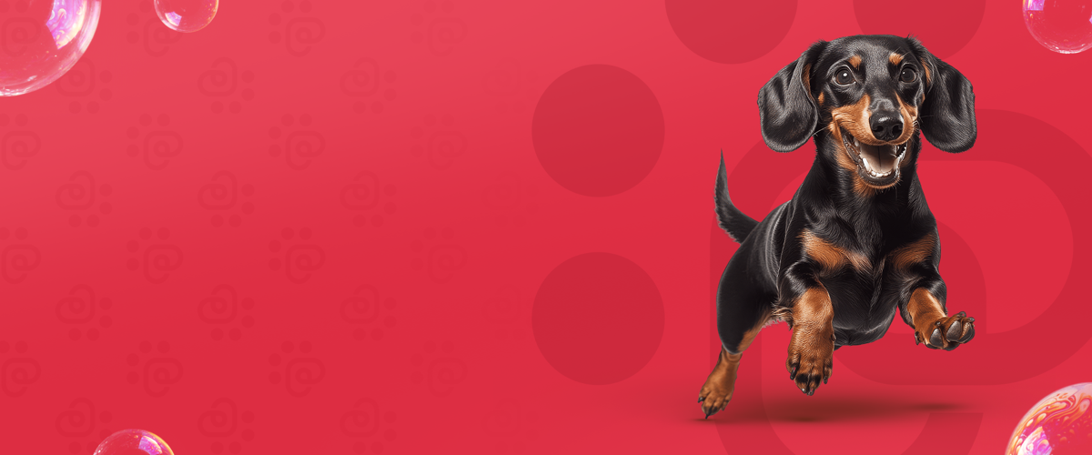 Ponto Pet Club — cuidado completo para o seu pet